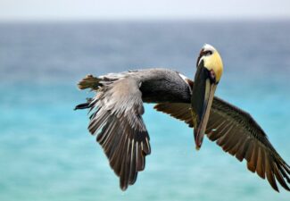 Vogelgriep geconstateerd in het Caribisch gebied