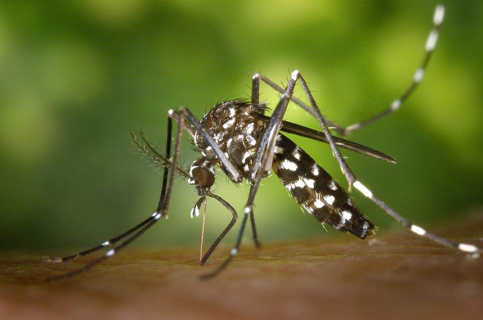 The new vaccine against dengue fever has been injected in the Netherlands