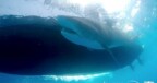 Bonaire profileert zich met bescherming haaien