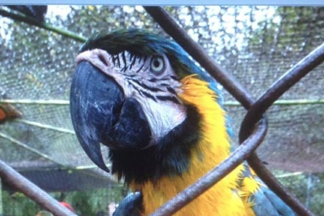 Blauw/gele papagaai gestolen uit dierentuin