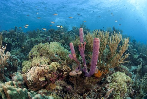 Delta Plan nodig voor het redden van het koraal