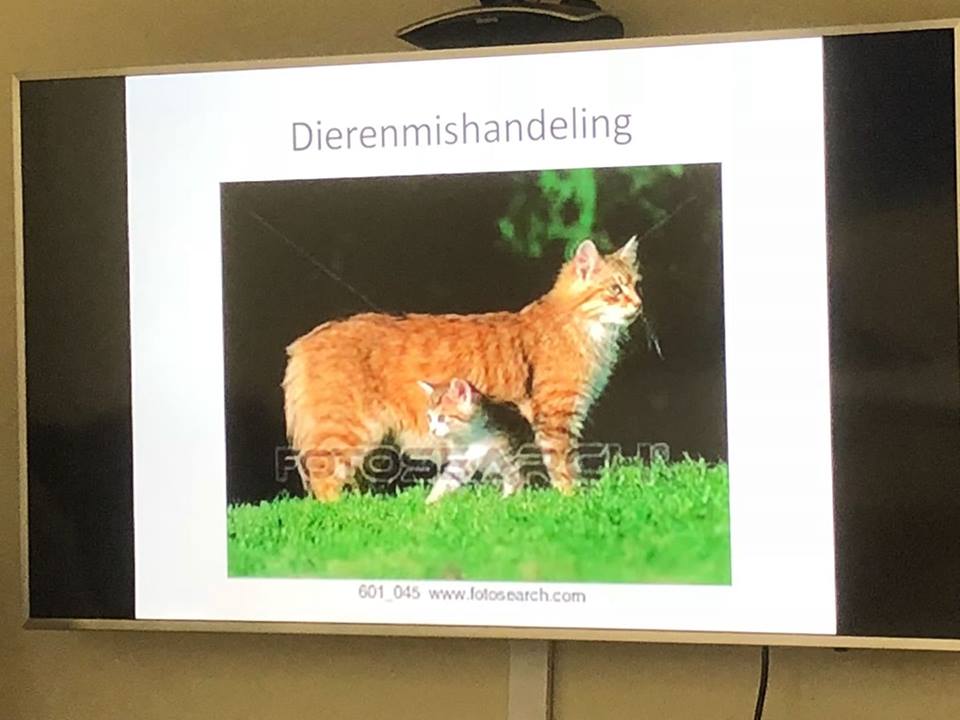 Jongens van mishandeling poes hebben leertraject succesvol afgerond