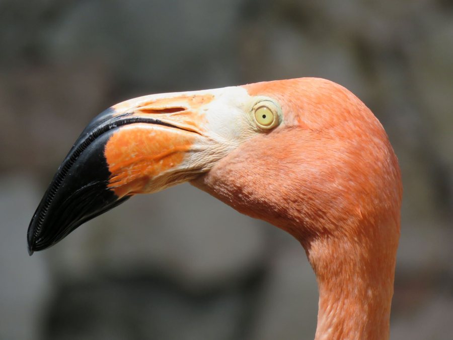 Curaçao Sea Aquarium Park