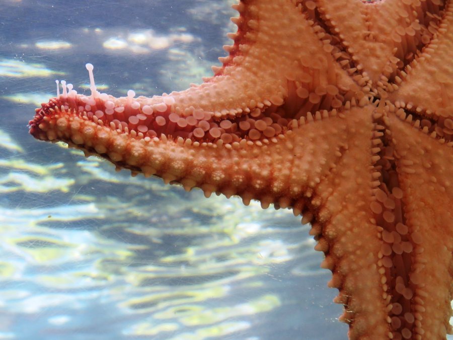 Curaçao Sea Aquarium Park