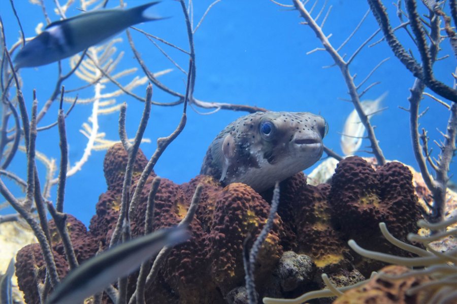 Curaçao Sea Aquarium Park