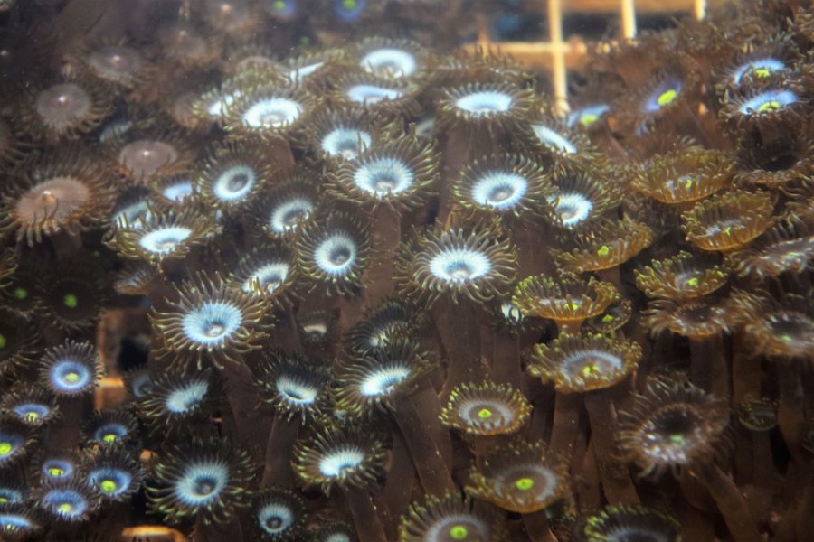 Curaçao Sea Aquarium Park