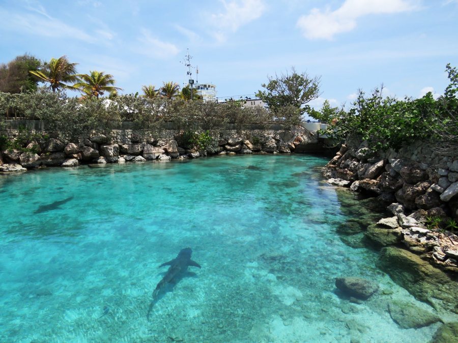 Curaçao Sea Aquarium Park