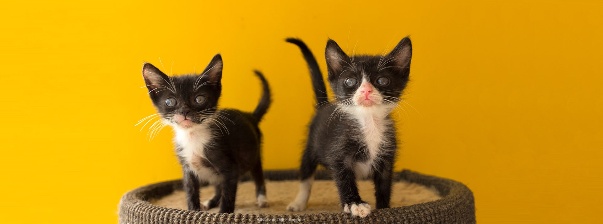 Kitten Rescue Curaçao Foundation