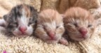 Kitten Rescue Curaçao Foundation
