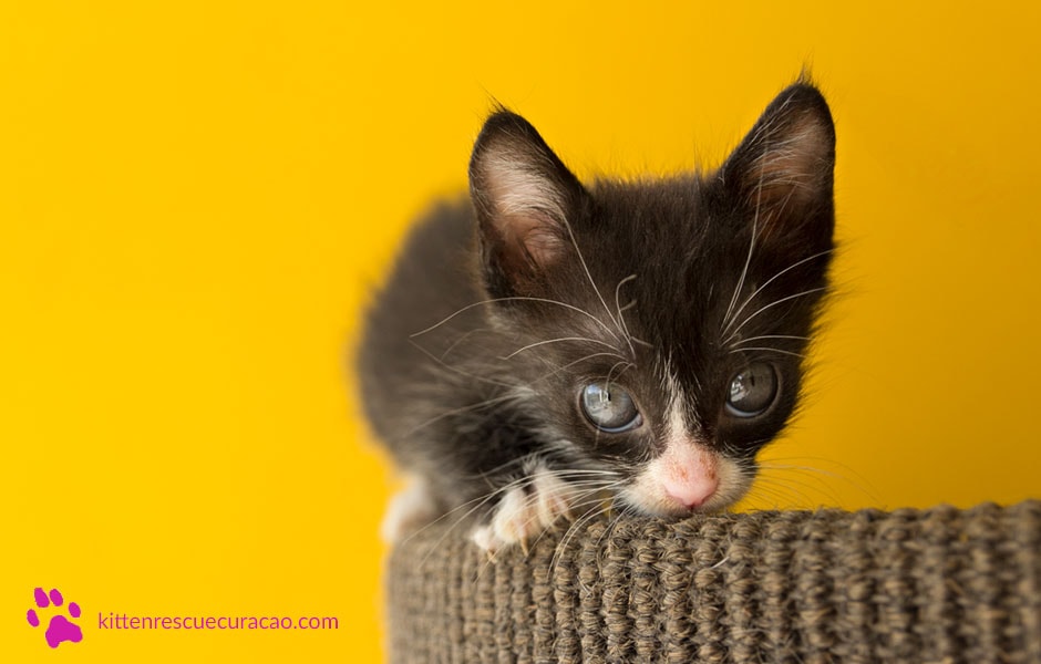 Kitten Rescue Curaçao Foundation