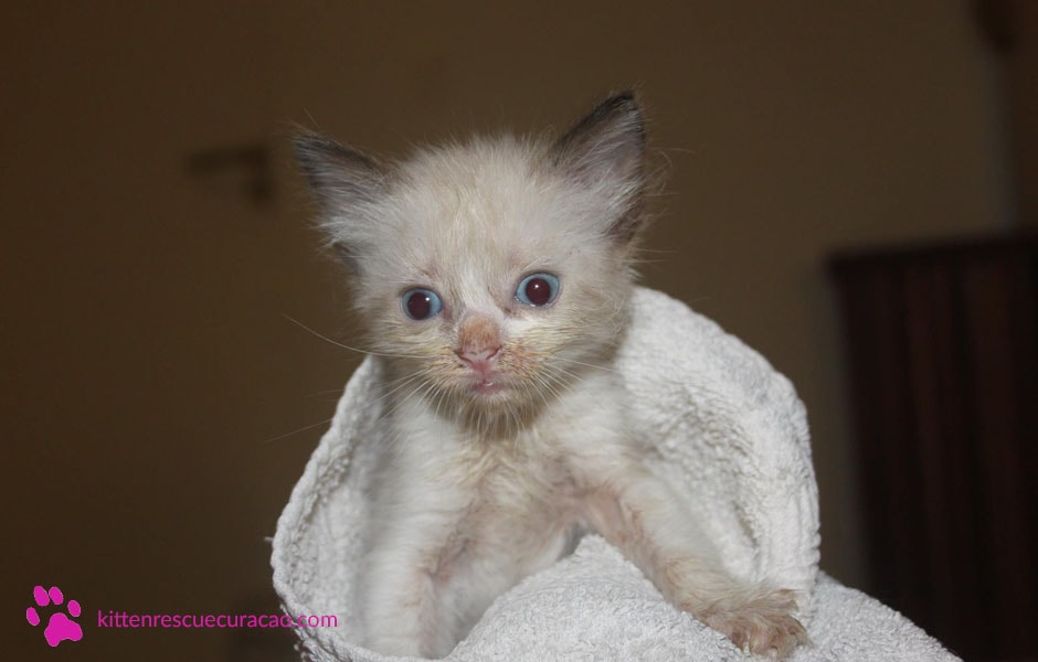 Kitten Rescue Curaçao Foundation