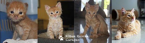 Kitten Rescue Curaçao Foundation