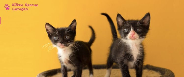 Wat doet Kitten Rescue eigenlijk op Curaçao?