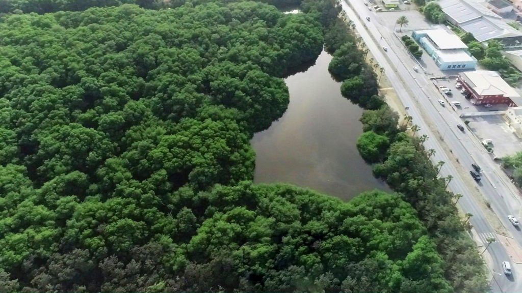 Pleidooi voor behoud mangroven op Curaçao