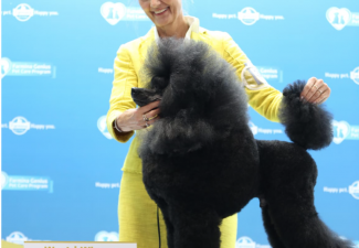 Curaçaose hond wordt wereldkampioen op World Dog Show