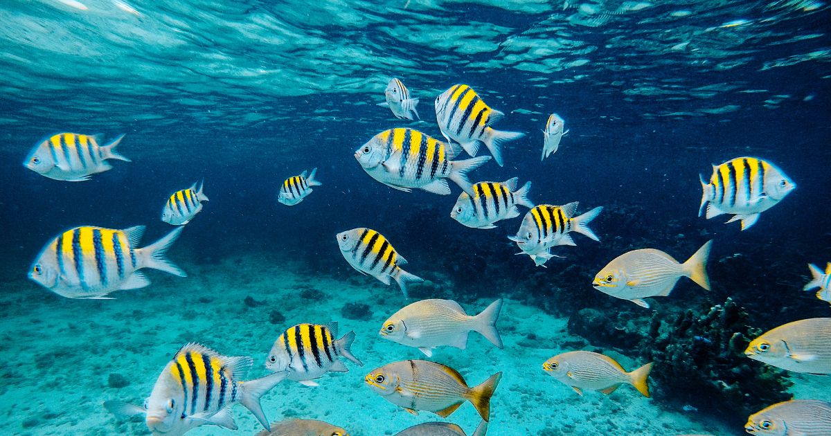 Omring jezelf met tropische vissen tijdens een onderwaterwandeling op Curaçao |Advertorial